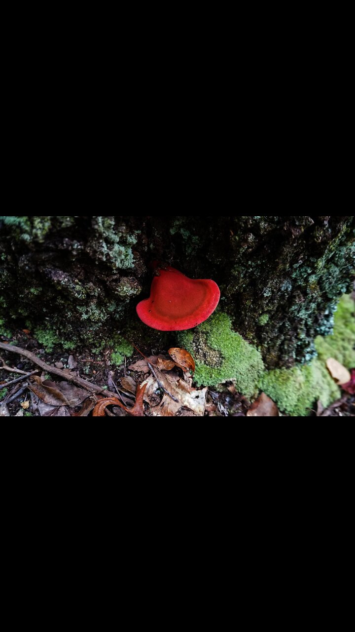 Beefsteak Fungus Mushroom. Foraging, Identification and Bushcraft ...