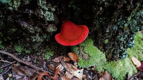 Beefsteak Fungus Mushroom. Foraging, Identification and Bushcraft cooking. Forage Fortnite