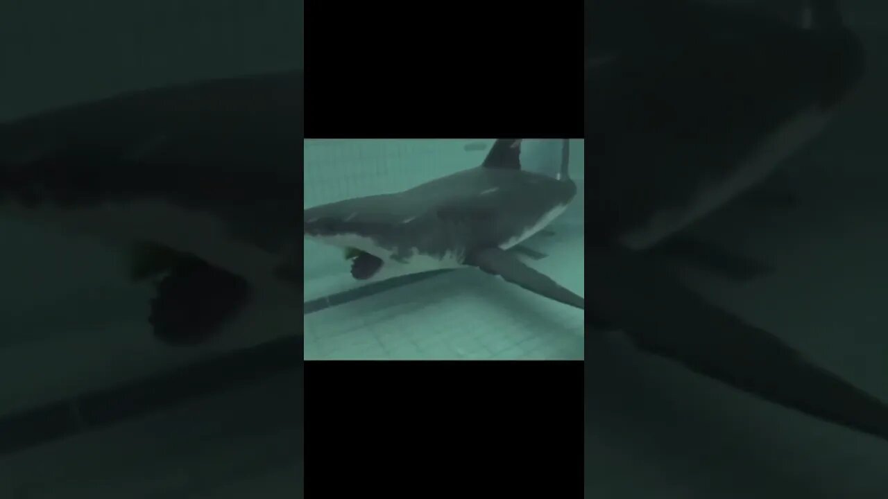 Shark in a swimming pool?? 😱🦈