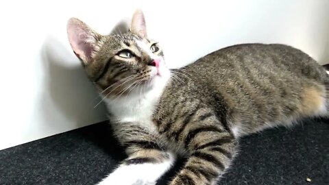 Small Cat Falls Asleep Next to His Mouse