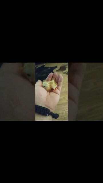 Tiniest chick ever...