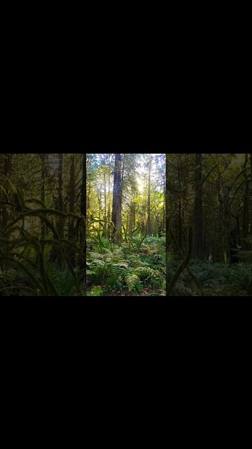 Beautiful Green and Moss in the Woods of the Pacific Northwest