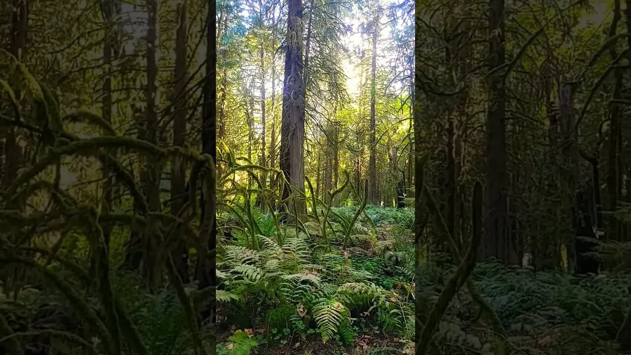 Beautiful Green and Moss in the Woods of the Pacific Northwest