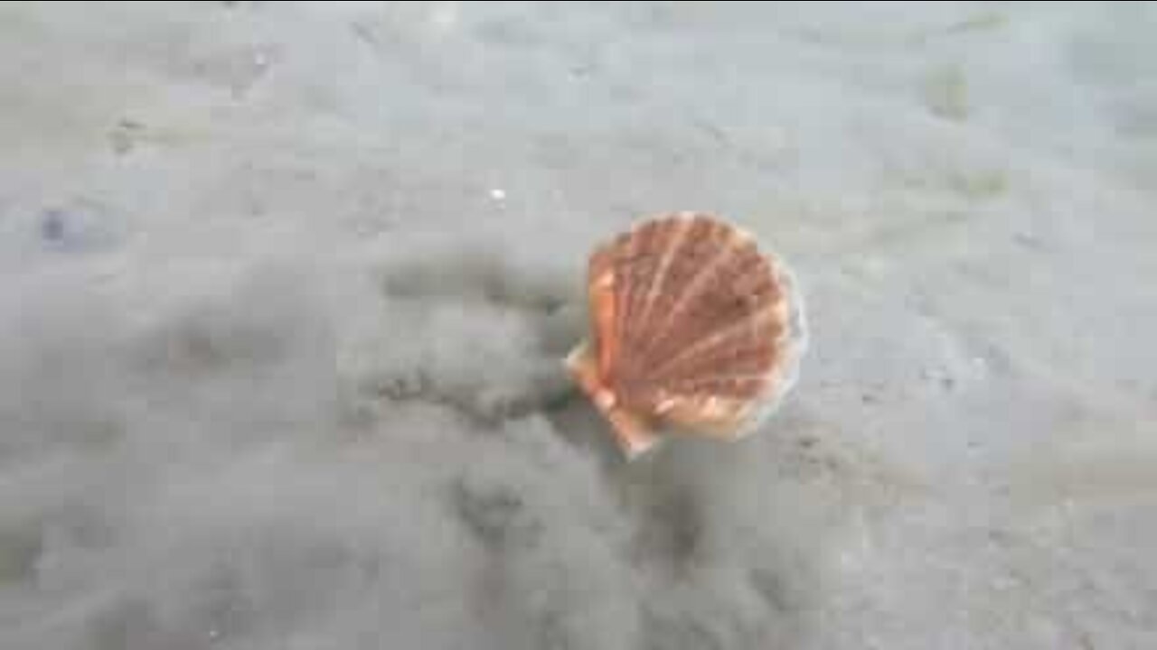 Hai mai visto una capasanta che fugge?