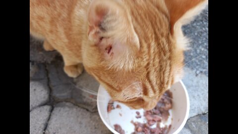 A cat with a scar next to its ear.