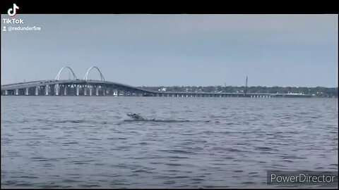 DOLPHINS 🐬 PLAYING IN PENSACOLA BAY @christinaarandall