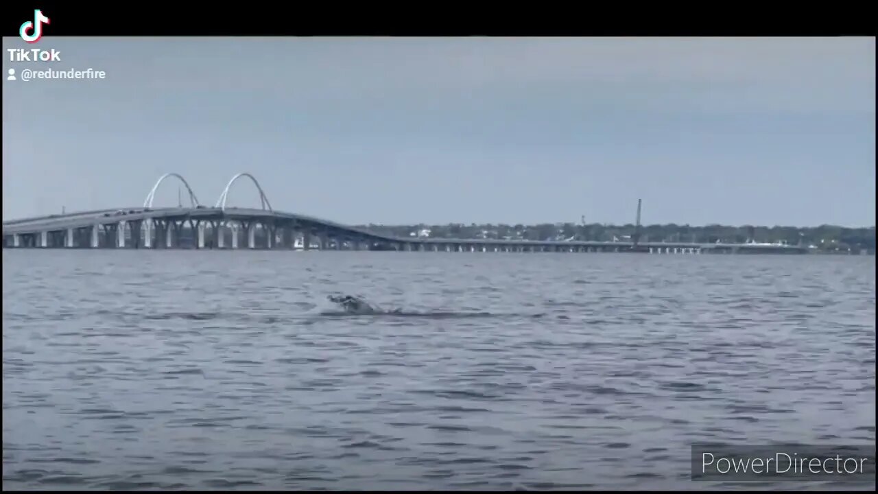 DOLPHINS 🐬 PLAYING IN PENSACOLA BAY @christinaarandall