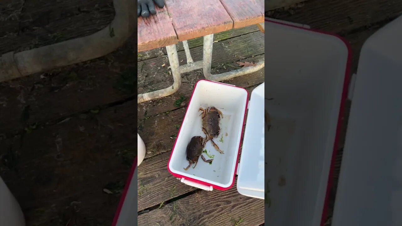 Dungeness crabs in Garibaldi