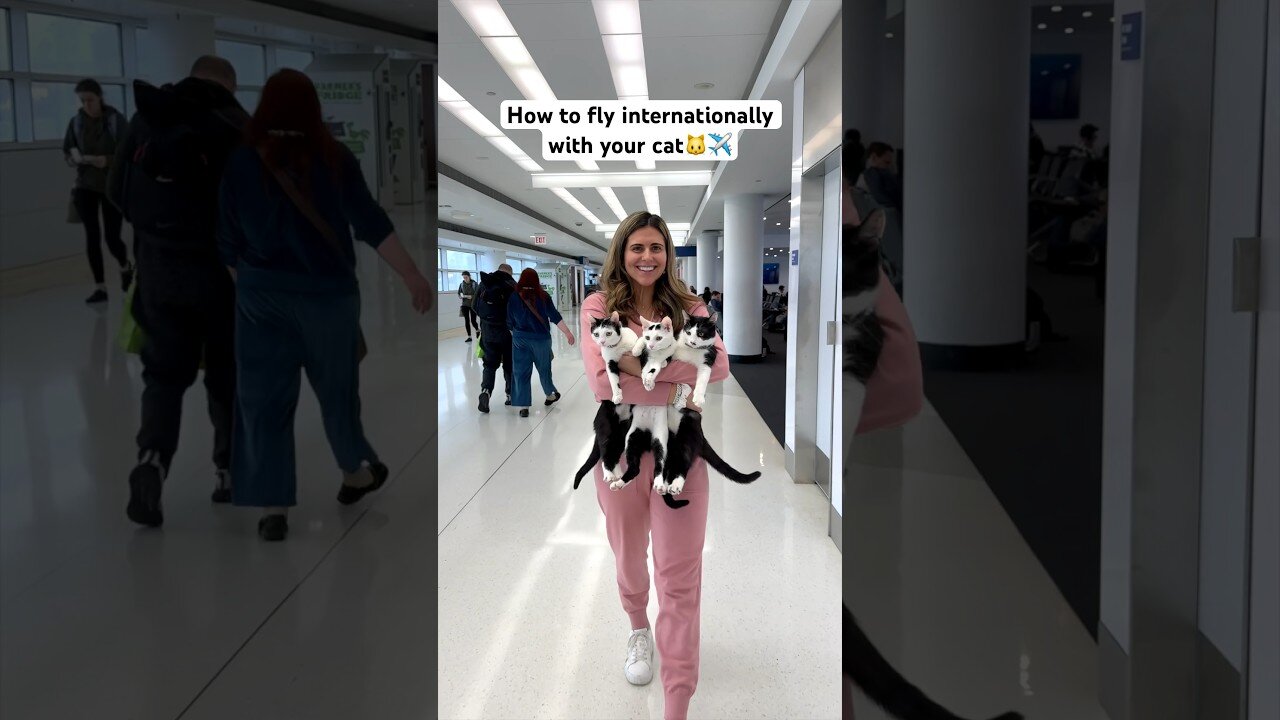 Everything you need to fly with your cat!🐱✈️ USA to Europe🙌🏼 #travelcat