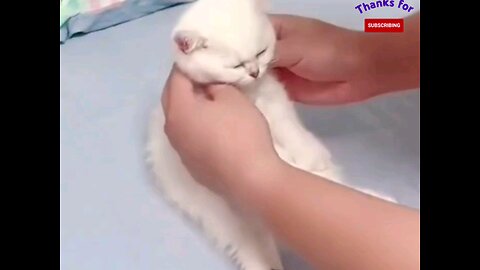 The cat came to dark sleep😂 trending video