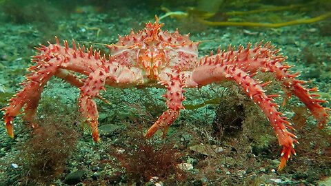 Stunning Underwater Kelp Forests | The Wild Place | BBC Earth