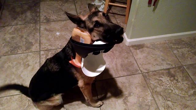 "A German Shepherd Gets Into Trash"