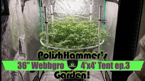 Webbgro System Geeklight FloraFlex Vivosun North Genetics Spacedust Cannabis Grow Ep3