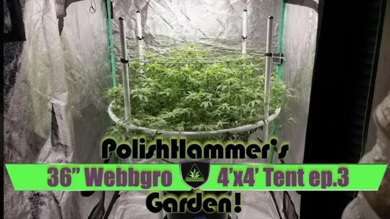 Webbgro System Geeklight FloraFlex Vivosun North Genetics Spacedust Cannabis Grow Ep3