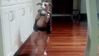 Cane cammina su due zampe come un uomo