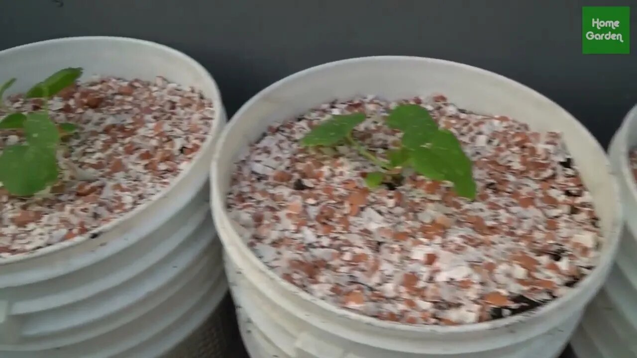 Growing Snow Leopard Melon,bear fruit all summer