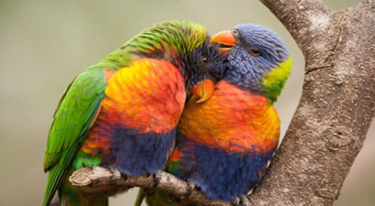 Beautiful Golden Pheasants and Wading Birds