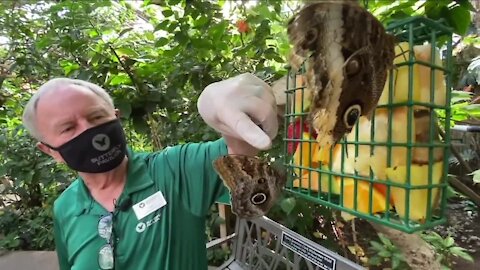 Denver7 Everyday Hero fosters curiosity at Broomfield's Butterfly Pavilion