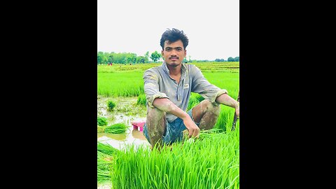 Planting Paddy