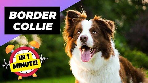 Border Collie - In 1 Minute! 🐶 One Of The Most Intelligent Dog Breed In The World | 1 Minute Animals