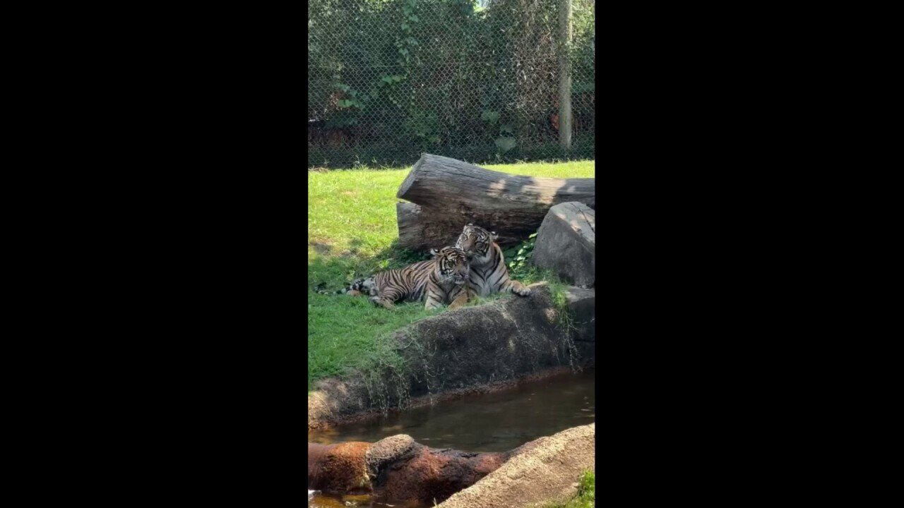 Tiger Cubs And Mother Snuggle Together At Memphis Zoo