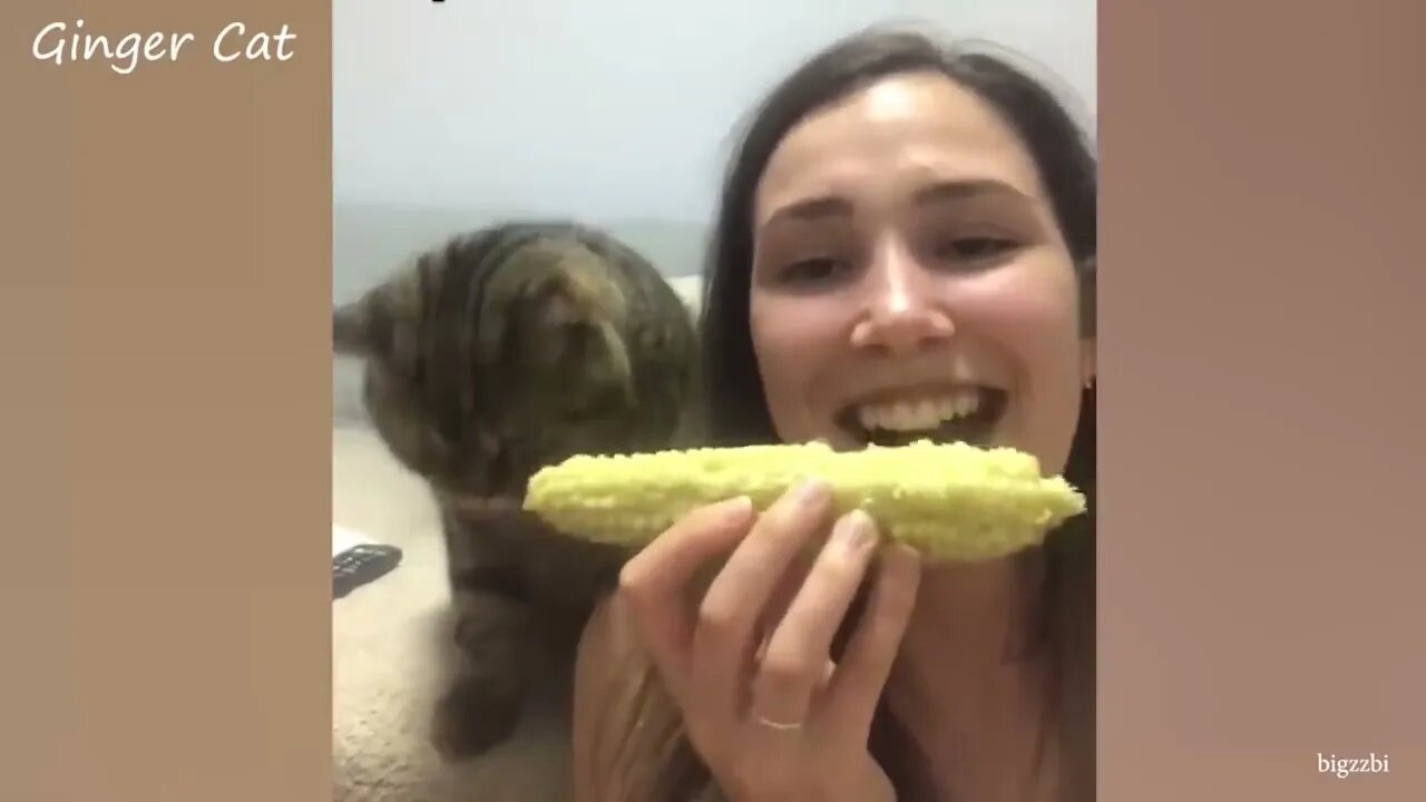Cute Cats Having fun with their owners---Cute Cat Moments