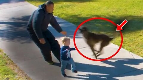 Near-Death Experiences SAVED By Animals! Shocking Footage!