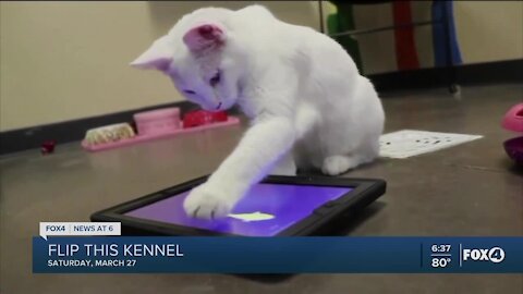 Flip This Kennel event