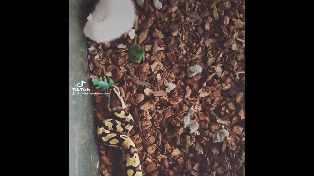 Pastel Enchi Eating