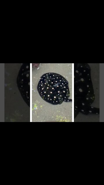 Forest String Ray and Baby Sharks