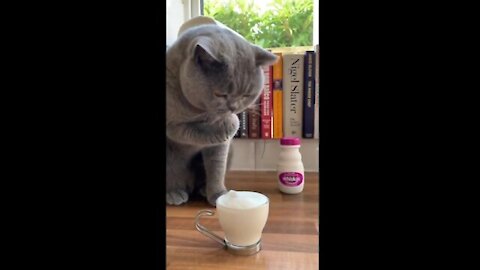 Sophisticated_kitty_enjoys_fluffy_milk_treat