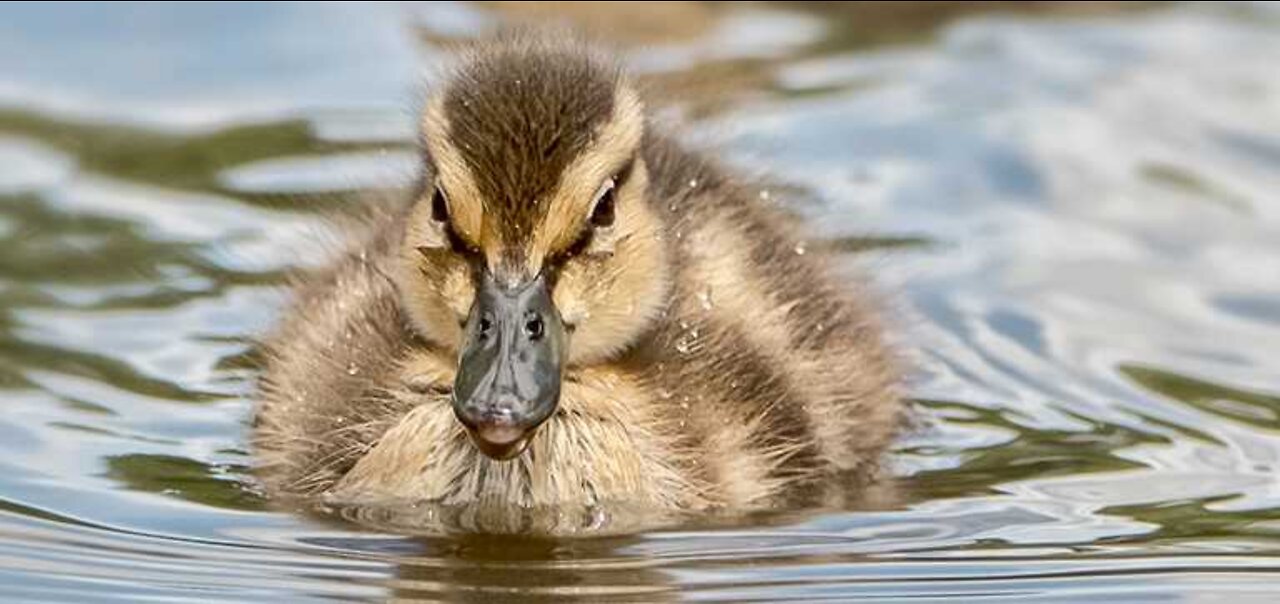 Hawk Vs Duckling!