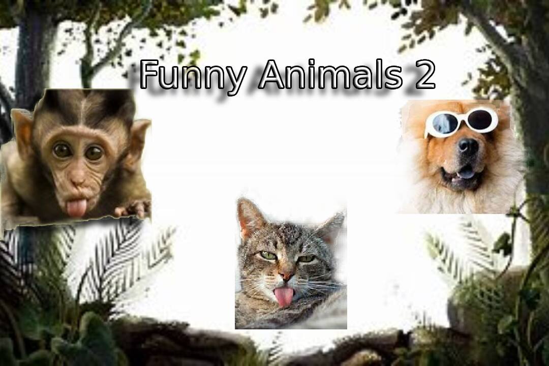 Funny Animals 2