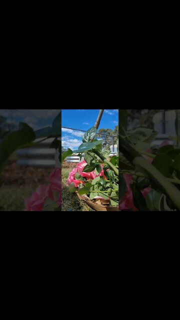 How To Grow Roses From Cuttings