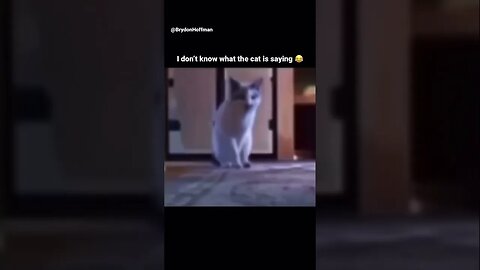 Funny Cat Meme