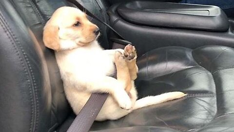 Funniest Animals Videos // Funny Videos