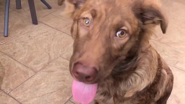 Camp Bow Wow to make flu vaccines mandatory | Digital Short