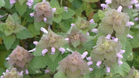 FLOWERS OF SPRING