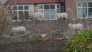 Capre invadono una tranquilla cittadina del Galles