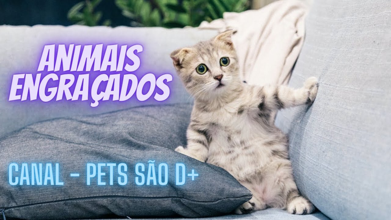 Animais fantásticos - Animais Emgraçados 😸😹😻