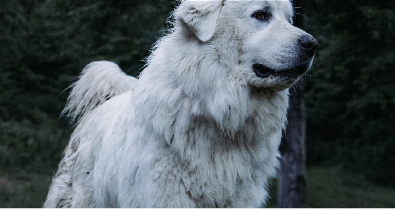 Arthur Faces First Predator & Goes into Battle in Heavy Rain to Save His Goats