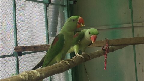 Parrot very beautiful pair