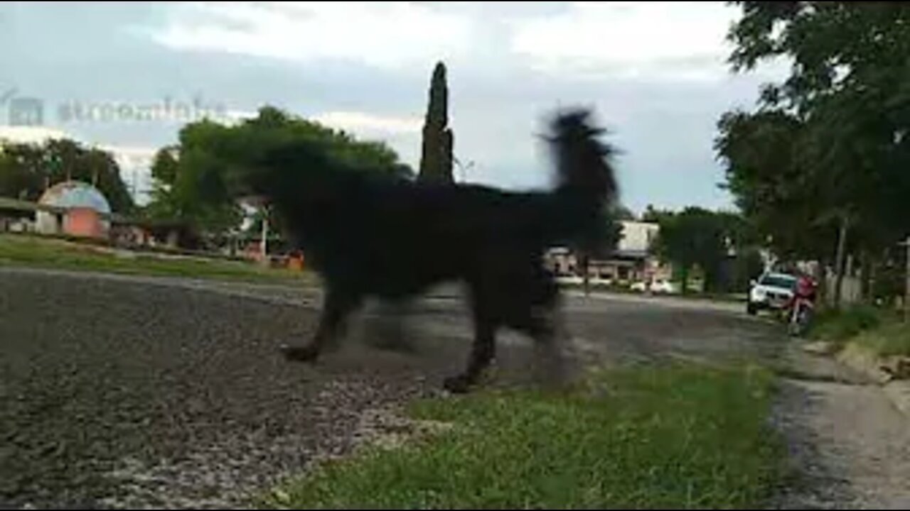 Tarde con los perros en el Centro de Barrio N°3 El Hongo