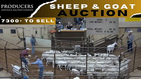 8/22/2023 - Producers Livestock Auction Company Sheep & Goat Auction