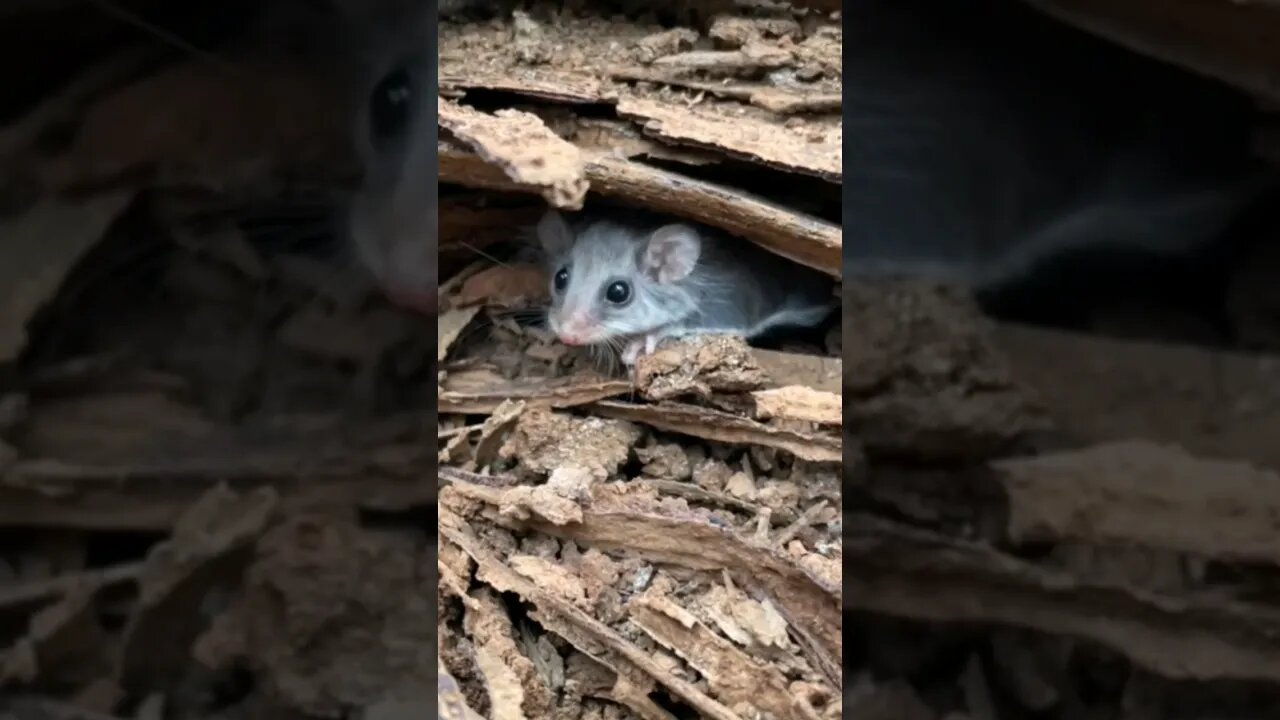 Wild Australian Sugar Glider: The world's smallest marsupial