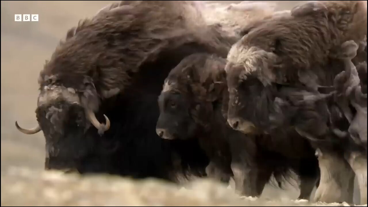 How they protect the baby from wolf