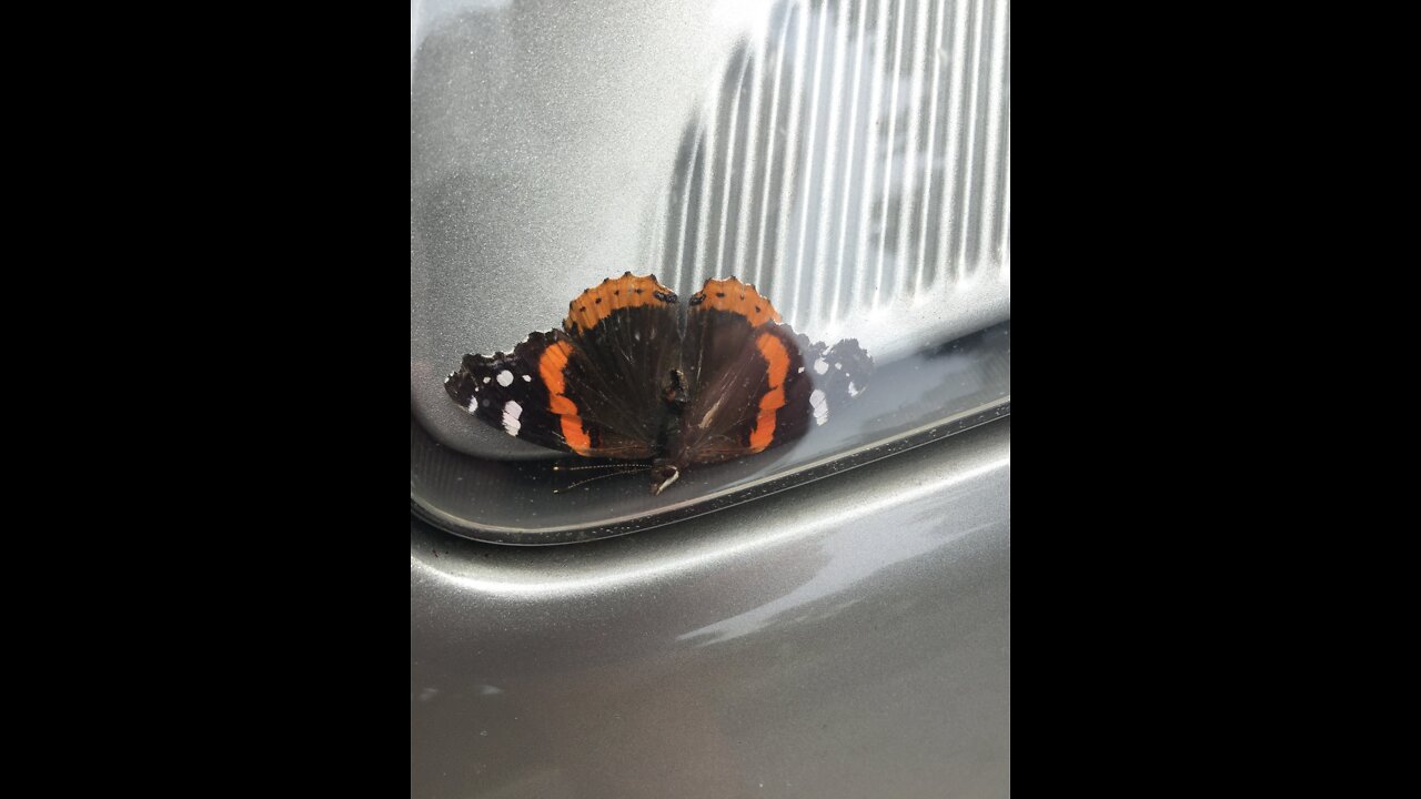 Girl finds monarch Butterfly stuck in her cars headlight.