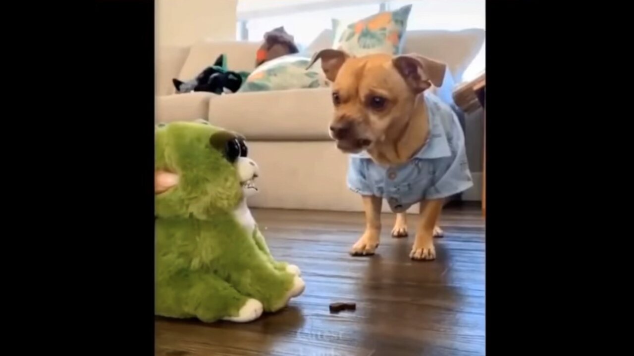 Funny Dog Reaction with a Toy