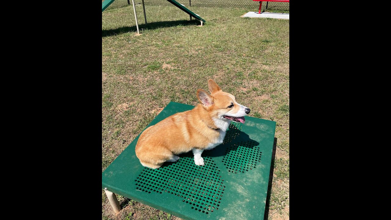 Corgi training and exercising time