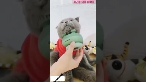 Cute cats enjoying the massage Cute and funny cats/#kitten #cat #funnycat #trending #shorts #tiktok